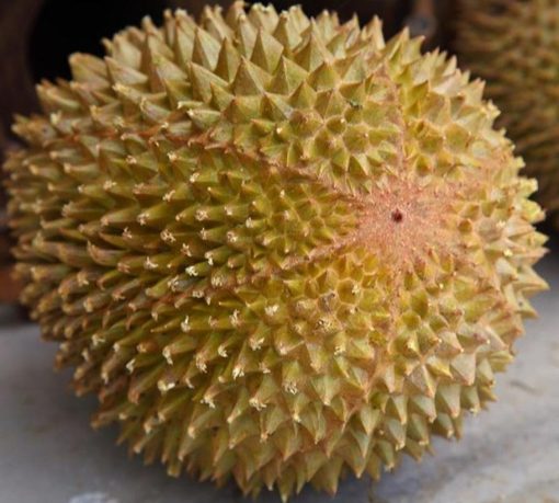 jual tanaman durian musangking kaki 3 Bungo