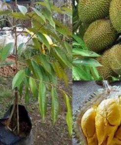 jual tanaman durian musangking kaki 3 grade a Waropen