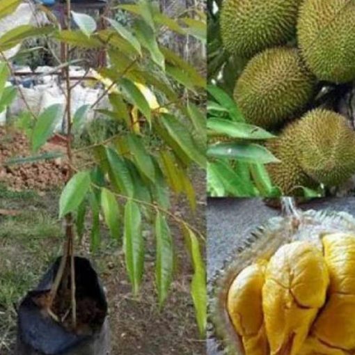 jual tanaman durian musangking kaki 3 grade a Waropen