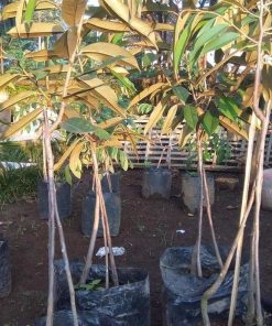 jual tanaman durian musangking kaki 3 Kepulauan Selayar