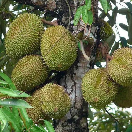 jual tanaman durian musangking kaki 3 Kudus