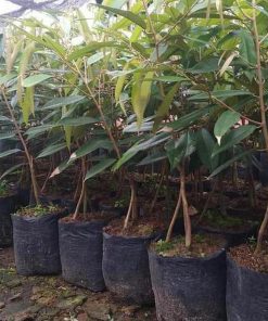 jual tanaman durian musangking kaki 3 Mimika