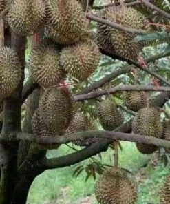 jual tanaman durian musangking kaki 3 okulasi genjah cepat berbuah Simalungun