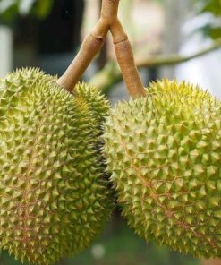 jual tanaman durian musangking kaki 3 okulasi genjah cepat berbuah Sinjai