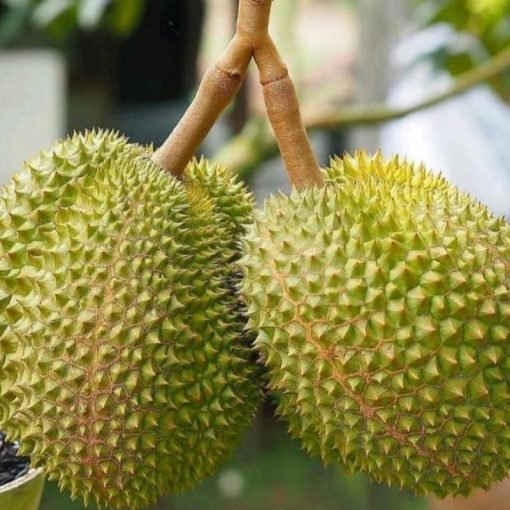 jual tanaman durian musangking kaki 3 okulasi genjah cepat berbuah Sinjai