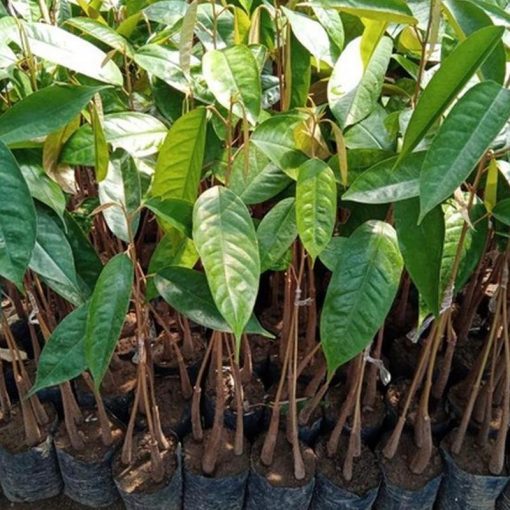 jual tanaman durian musangking kaki 3 sedling Karimun