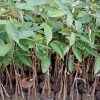jual tanaman durian musangking kaki 3 sedling Wajo