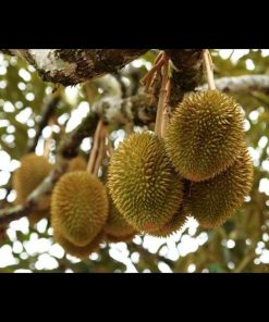 jual tanaman durian musangking kaki 3 super Banjarbaru