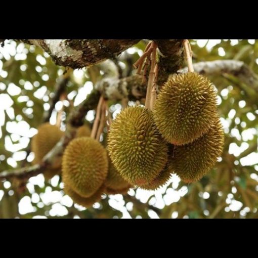 jual tanaman durian musangking kaki 3 super Banjarbaru