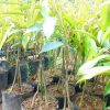 jual tanaman durian musangking kaki 3 super Samarinda