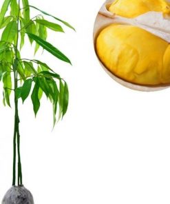 jual tanaman durian musangking kaki 3 super unggulan Bungo