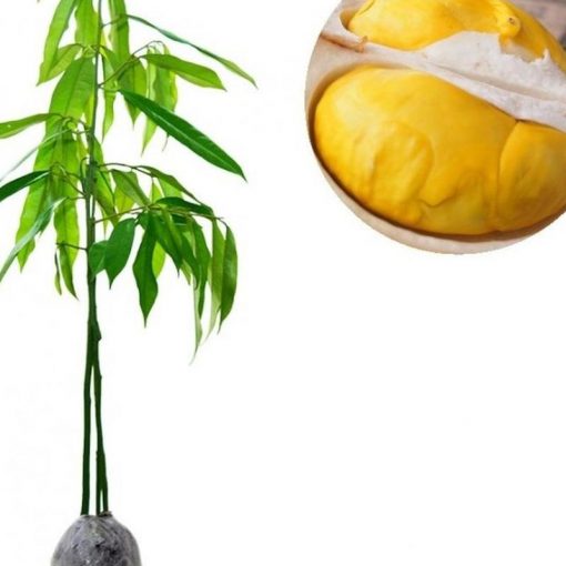 jual tanaman durian musangking kaki 3 super unggulan Bungo