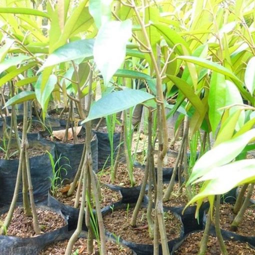 jual tanaman durian musangking kaki 3 super unggulan Pamekasan