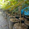 jual tanaman durian musangking kaki 3 super unggulan Soppeng