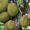jual tanaman durian musangking kaki 3 tambulampot Minahasa