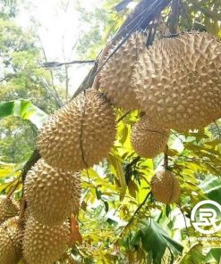 jual tanaman durian musangking mk unggul Bukittinggi