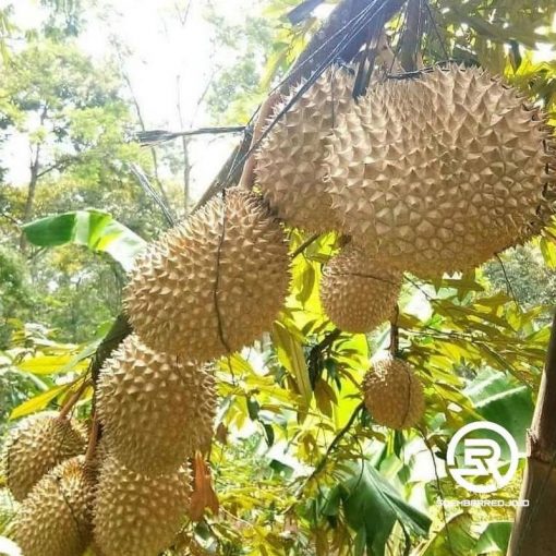 jual tanaman durian musangking mk unggul Bukittinggi