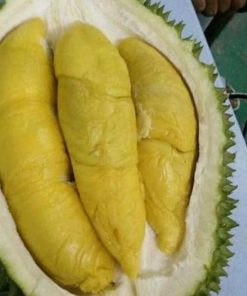 jual tanaman durian musangking Musi Rawas