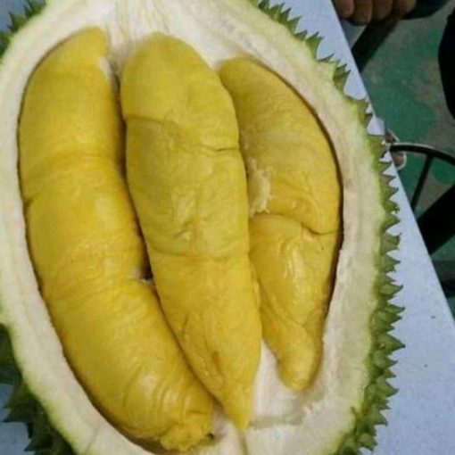 jual tanaman durian musangking Musi Rawas