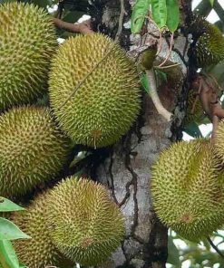 jual tanaman durian musangking Nias Utara