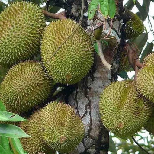 jual tanaman durian musangking Nias Utara