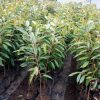 jual tanaman durian musangking okulasi terbaik Kupang
