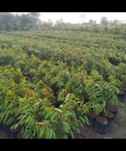 jual tanaman durian musangking okulasi terlaris Sorong Selatan