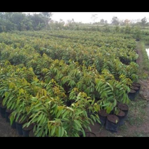 jual tanaman durian musangking okulasi terlaris Sorong Selatan