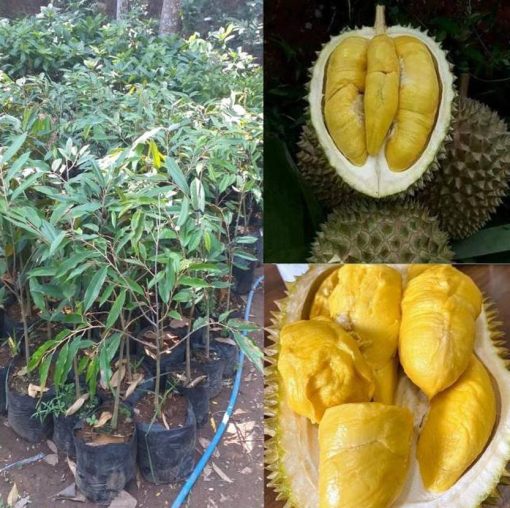 jual tanaman durian musangking okulasi tinggi 50cm up Maros