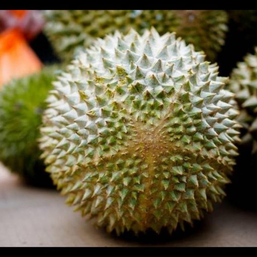 jual tanaman durian musangking Sanggau