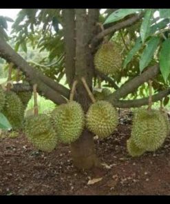 jual tanaman durian musangking siap berbuah Bantaeng