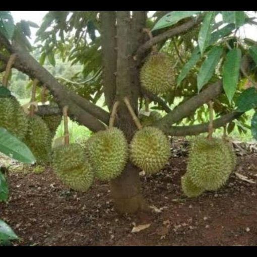 jual tanaman durian musangking siap berbuah Bantaeng