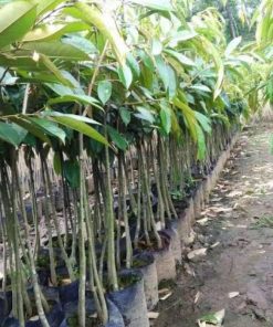 jual tanaman durian musangking siap berbuah Solok Selatan