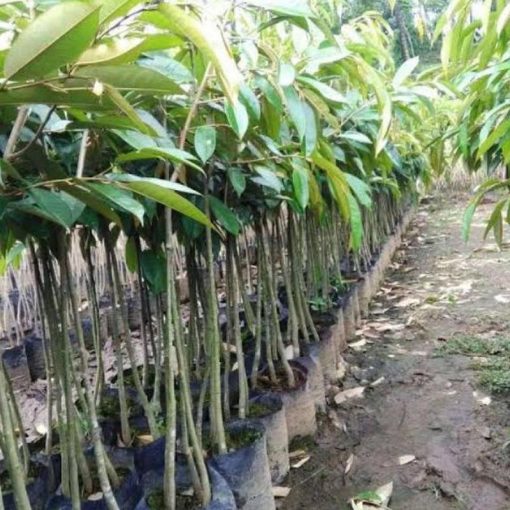 jual tanaman durian musangking siap berbuah Solok Selatan