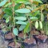 jual tanaman durian musangking Sukamara