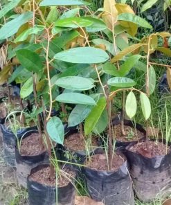 jual tanaman durian musangking Sukamara