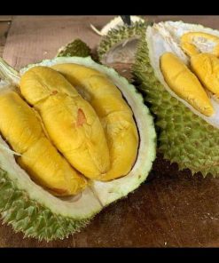 jual tanaman durian musangking super Binjai