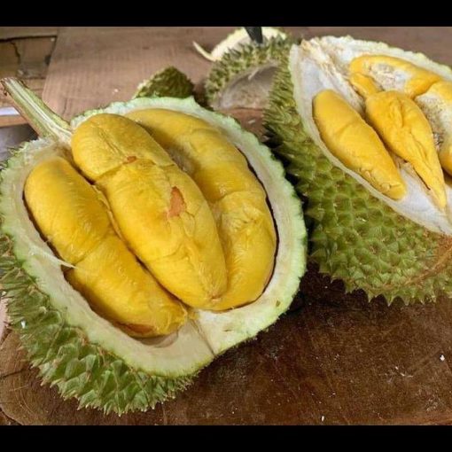 jual tanaman durian musangking super Binjai