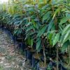 jual tanaman durian musangking super Blora