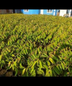 jual tanaman durian musangking super Lamandau