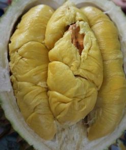 jual tanaman durian musangking super okulasi cepat berbuah Seruyan