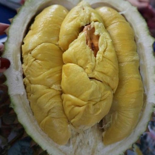 jual tanaman durian musangking super okulasi cepat berbuah Seruyan