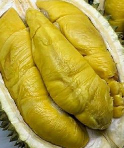 jual tanaman durian musangking super okulasi cepat berbuah Tapanuli Utara