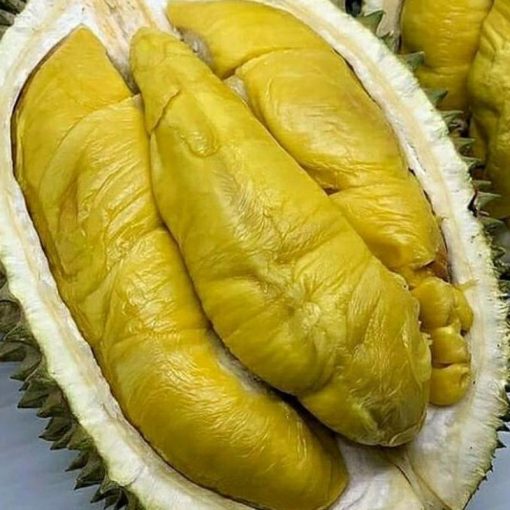 jual tanaman durian musangking super okulasi cepat berbuah Tapanuli Utara