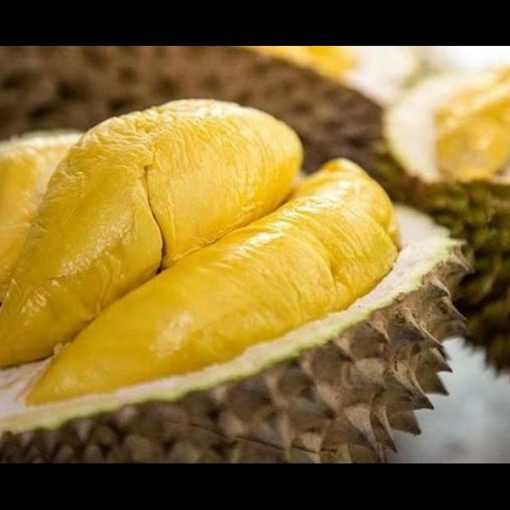 jual tanaman durian musangking super Tanah bumbu