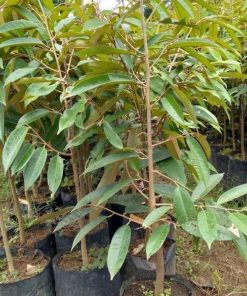 jual tanaman durian musangking super Tanah Datar