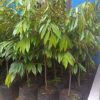 jual tanaman durian musangking super unggul Lampung Timur