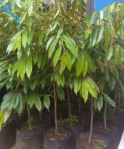 jual tanaman durian musangking super unggul Lampung Timur