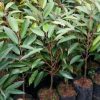 jual tanaman durian musangking super unggul Wakatobi