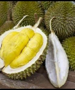 jual tanaman durian musangking super Yahukimo